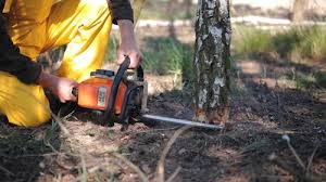 Best Tree Maintenance Programs  in Bremen, GA