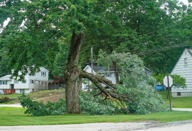 Best Firewood Processing and Delivery  in Bremen, GA