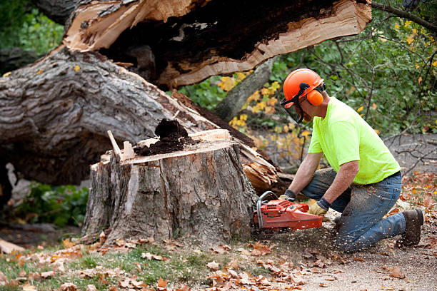 Best Utility Line Clearance  in Bremen, GA